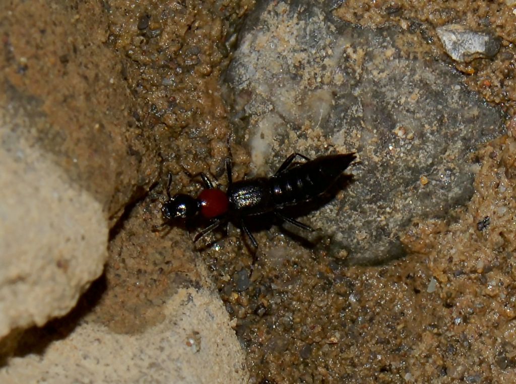 Staphylinidae da identificare
